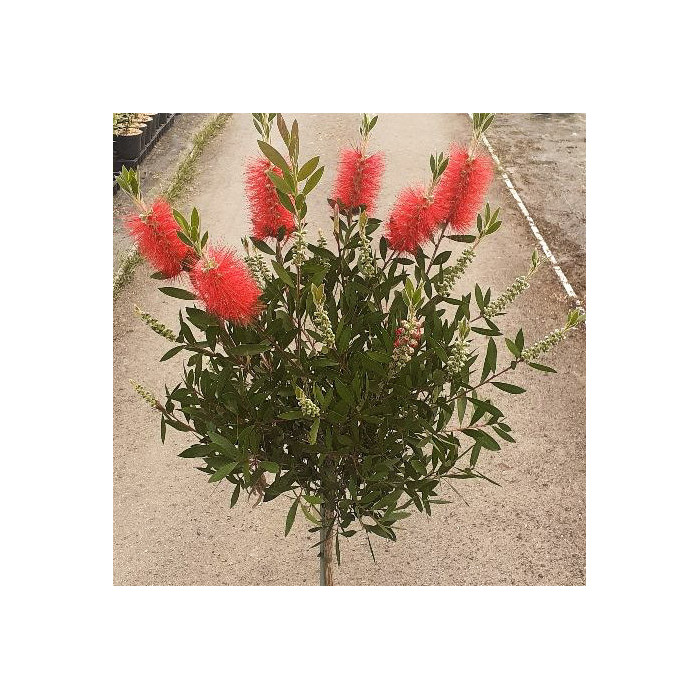 Callistemon rigidus