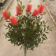 Callistemon rigidus