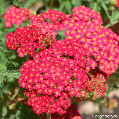 Achillea millefolium 'Paprika'