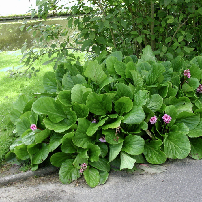 Bergenia cordifolia