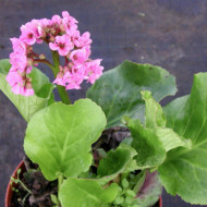 Bergenia cordifolia