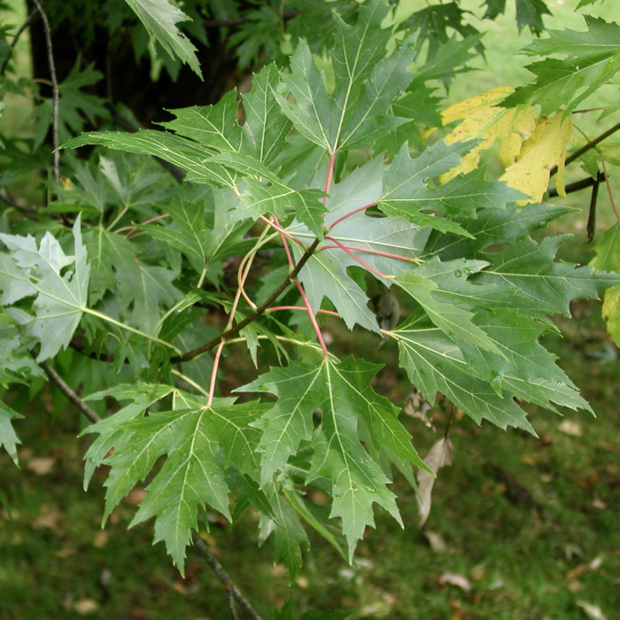 Acer saccharinum