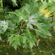 Acer saccharinum