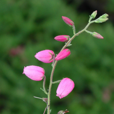 Daboecia cantabrica 'Rosea'