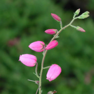 Daboecia cantabrica 'Rosea'