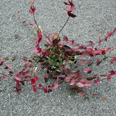 Euonymus fortunei 'Dart's Blanket'