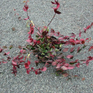Euonymus fortunei 'Dart's Blanket'