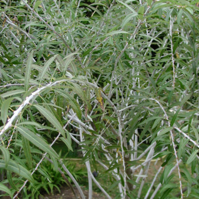 Salix irrorata