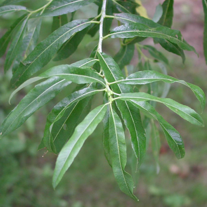 Salix irrorata