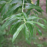 Salix irrorata