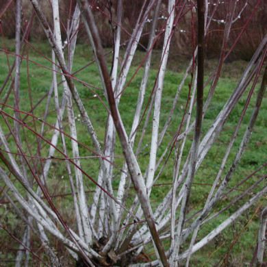 Salix irrorata