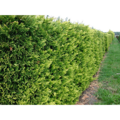 X Cupressocyparis leylandii 'Gold Rider'