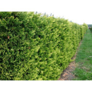 X Cupressocyparis leylandii 'Gold Rider'