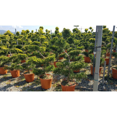 X Cupressocyparis leylandii 'Gold Rider'