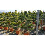 X Cupressocyparis leylandii 'Gold Rider'