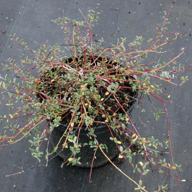 Salix repens 'Voorthuizen'