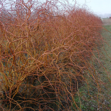 Salix 'Erythroflexuosa'