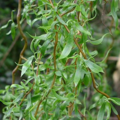 Salix 'Erythroflexuosa'