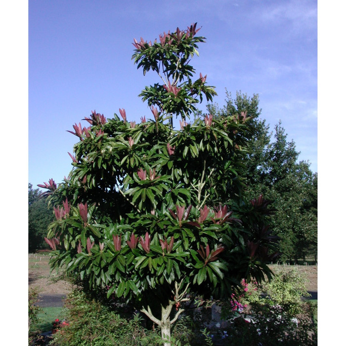 Eriobotrya japonica