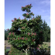 Eriobotrya japonica