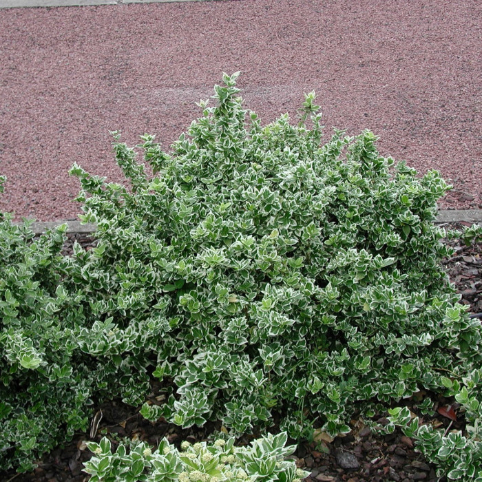 Euonymus fortunei 'Emerald Gaiety'