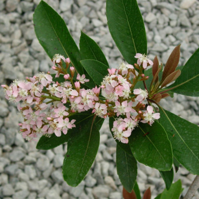 Eriobotrya japonica