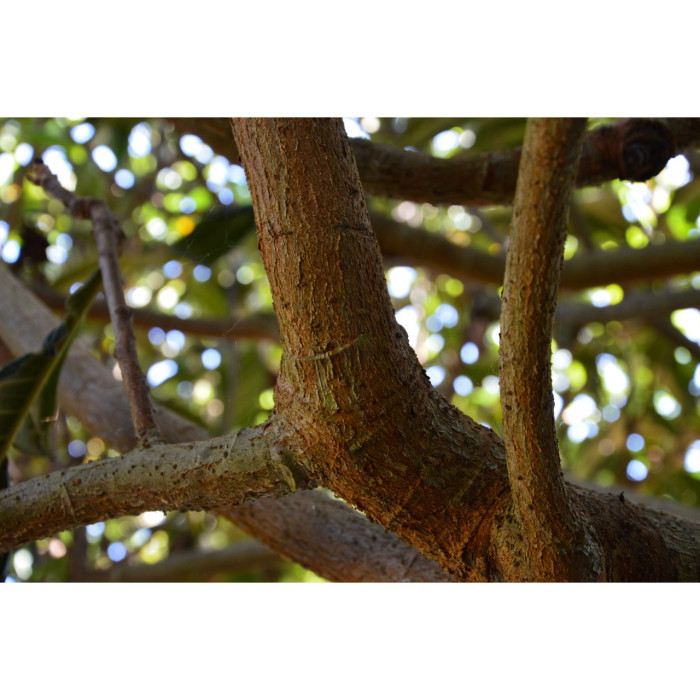 Eriobotrya japonica