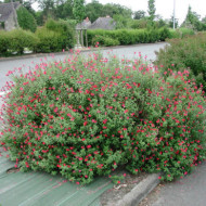 Salvia microphylla
