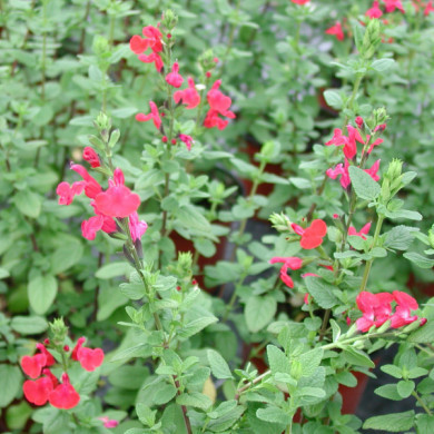 Salvia microphylla