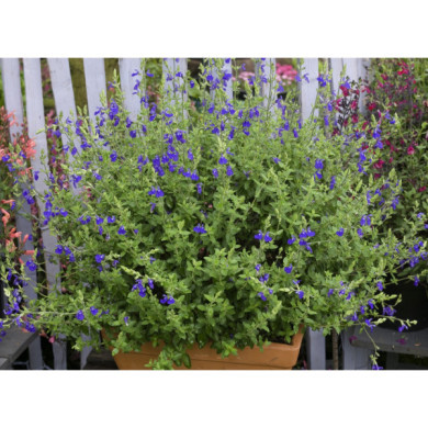 Salvia chamaedryoides