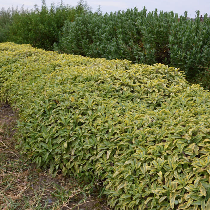 Salvia officinalis 'Icterina'