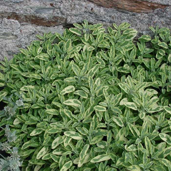 Salvia officinalis 'Icterina'