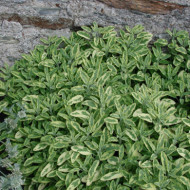 Salvia officinalis 'Icterina'