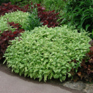 Salvia officinalis 'Tricolor'