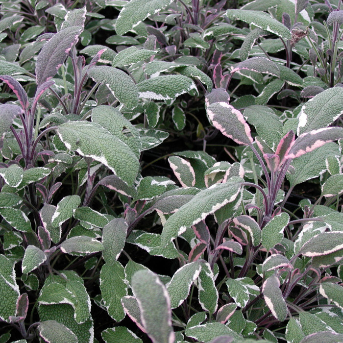 Salvia officinalis 'Tricolor'