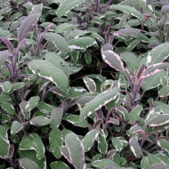 Salvia officinalis 'Tricolor'