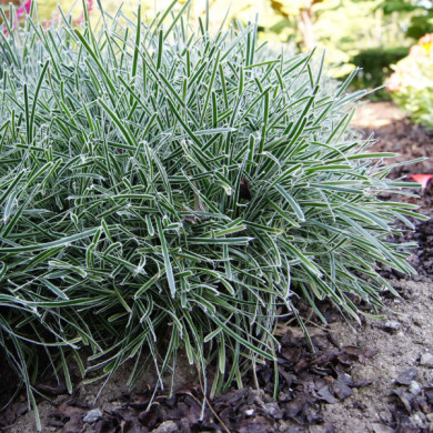 Ficinia truncata 'Ice Crystal'