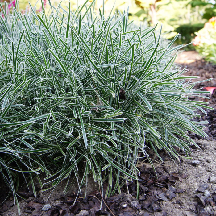 Ficinia truncata 'Ice Crystal'