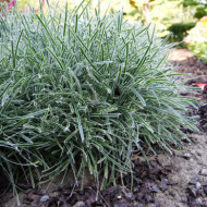 Ficinia truncata 'Ice Crystal'