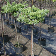 Euonymus fortunei 'Emerald Gaiety'