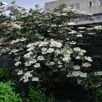 Sambucus nigra 'Guincho Purple'