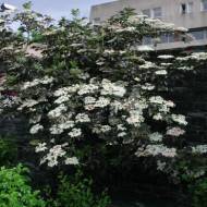 Sambucus nigra 'Guincho Purple'