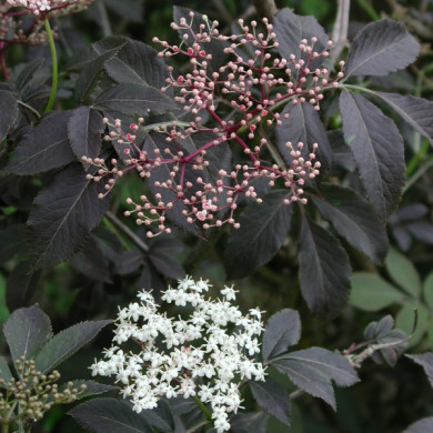 Sambucus nigra 'Guincho Purple'