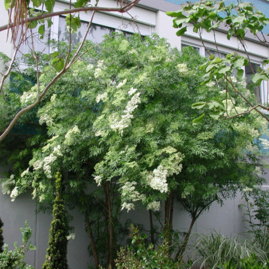 Sambucus nigra 'Laciniata'