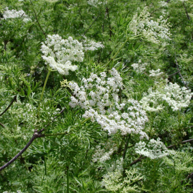 Sambucus nigra 'Laciniata'