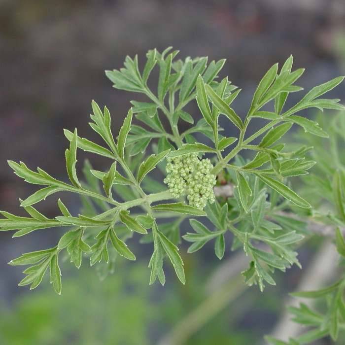 Sambucus nigra 'Laciniata'