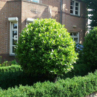 Laurus nobilis