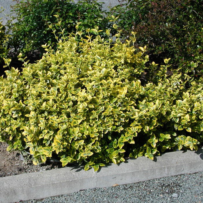 Euonymus fortunei 'Emerald'n Gold'