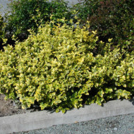 Euonymus fortunei 'Emerald'n Gold'