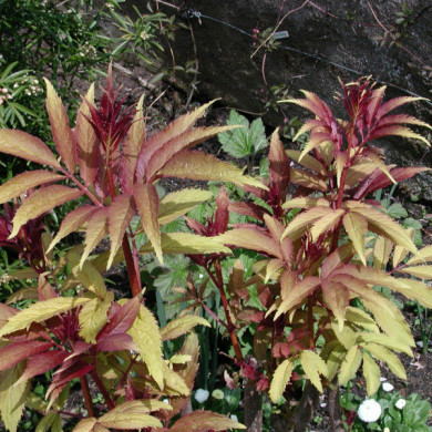 Sambucus racemosa 'Sutherland Gold'